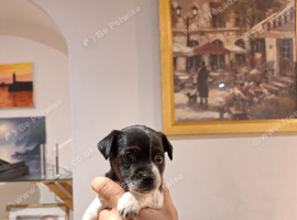 Jack Russell cross Dachshund