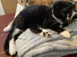 Beautiful Scottish Folds and Scottish Straights