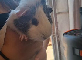 Female guinea pig