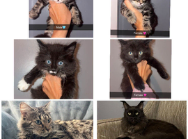 4 Maine coon kittens