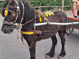 3 yr old gelding driving around 9hh