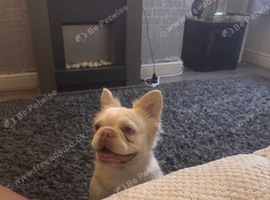 Fluffy French Bulldog