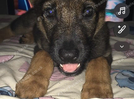 German Shepherd puppy