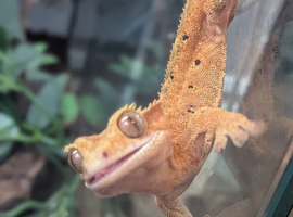 Orange Dalmatian crestie male