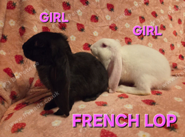 French lop does 8weeks last 2