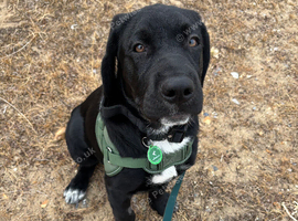 Koda