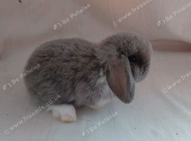 Mini lops