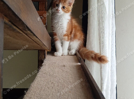 Stunning Maine Coon Kittens