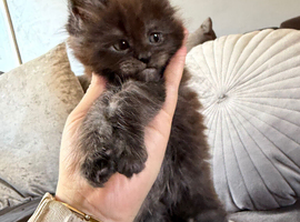 Giant mainecoons READY NOW