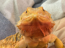 Adult female Bearded Dragon