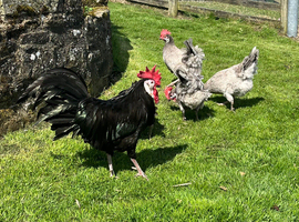 6 White faced Spanish hatching eggs