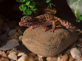 Leopard gecko and full set up