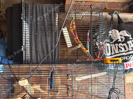 Bird cages