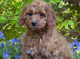 Taz  soft gentle boy looking for his 5 * home