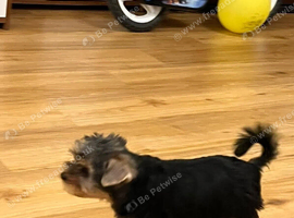 Yorkshire terrier puppy