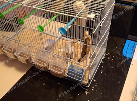 Canaries and finches