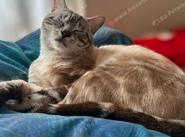 Bengal cat male