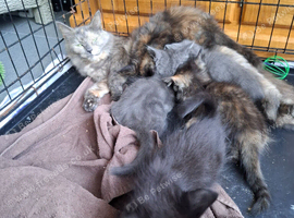I have 3 kittens looking for a new home