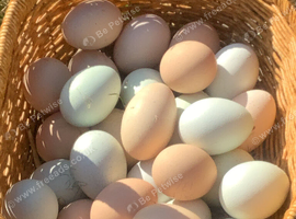 Cream Legbar hatching eggs available