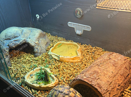 Tortoise with enclosure set up