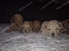 Multipoo pups looking for their loving homes