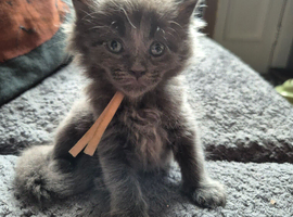 Maine coon kittens