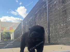 REDUCED  3 KC REGISTERED CHOW CHOW PUPPIES &ndash; CARDIFF
