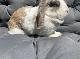 Mini lop