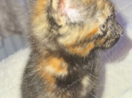 Tortie girl