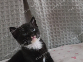 Female kitten