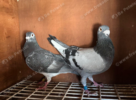 6 pigeon looking for new homes