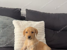 10week old Labrador retriever