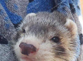 Ollie the ferret