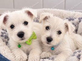 Adorable WestHighland White pups - READY NOW