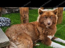 Wooly siberian husky