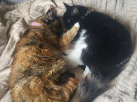 Hi we are kitty and Biscuit,  a bonded mum and daughter