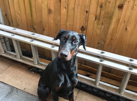 Doberman pincher