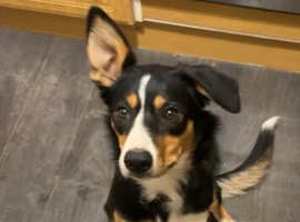 10 month Border collie female for sale