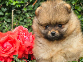 *Beautiful pedegree pomeranian pup*