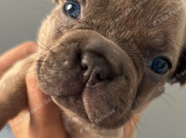 The absolutely cutest bundles of frenchies. Payment plan option