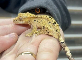 Ink spot/blotch super dalmation Crested gecko