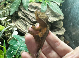 Various Baby Crested Geckos for Rehome