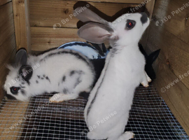 English spot & lionhead and continental giant