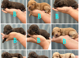 Beautiful litter of 9 cockapoo puppies