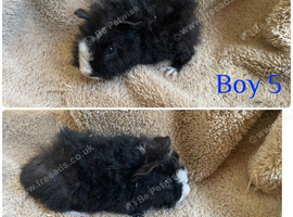 Boys and girls guineas  for sale