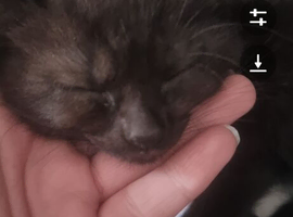 Brother and sister 6 weeks old