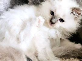 Tica lilac ragdoll males