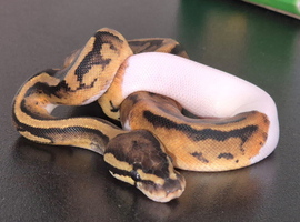 Female Leopard Pied (possible Phantom)