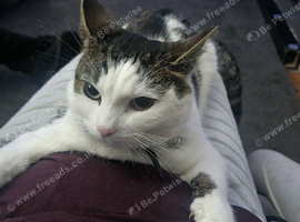 2 year old female cat