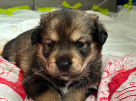 Beautiful rottsky girl
